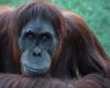 L’orango ferito si è guarito preparando una medicazione a base vegetale