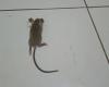 Vivere a Brazzaville significa anche condividere la casa e il giardino con ratti e topi!