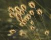 Brutte notizie per chi soffre di allergie: la stagione dell’erba è iniziata e la settimana si preannuncia particolarmente rischiosa