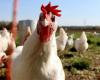 Nessun segno di influenza aviaria H5N1 che si diffonde tra gli esseri umani, dice il capo dell’OMS