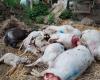 35 pecore uccise in Côte-d’Or, 28 nell’Yonne… il lupo torna a devastare la Borgogna