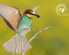 Giornata degli uccelli migratori: l’importanza degli insetti