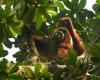 La Malesia vuole provare la “diplomazia dell’orangutan” – 08/05/2024 alle 16:01
