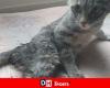 Pharel, un gattino di 4 mesi, ha subito abusi sessuali: è stato trovato per strada “urla di dolore… Ha l’ano aperto e sanguinante”