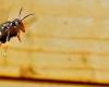 NaturaOggi | Leren leven met de Aziatische hoornaar
