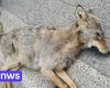 Un lupo randagio ucciso in un incidente stradale nella provincia di Anversa