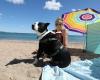 “È così ben accetto che torno ogni mese”: la spiaggia del Pacha a Fréjus, un vero El Dorado per i proprietari di cani