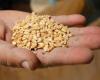 I semi di soia diminuiscono mentre il mais e il grano avanzano in vista del rapporto domanda-offerta dell’USDA