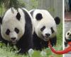 Questo zoo spaccia i cani per panda e crea polemiche