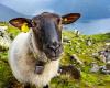 per salvare la scuola, iscrivono quattro pecore all’istruzione nazionale