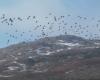 Giornata internazionale degli uccelli migratori: quali specie sono in declino a Saint-Pierre e Miquelon?