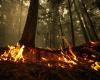 Incendio boschivo | Migliaia costrette a evacuare nel B.C.