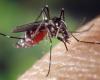 Millau: la città dichiara guerra alla zanzara tigre e si dota di una brigata speciale