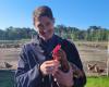 a Saint-Aubin-de-Médoc viene organizzata una gigantesca vendita di 1.600 galline ovaiole in pensione