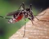 I 5 migliori consigli per sbarazzarsi rapidamente delle zanzare – Soonnight