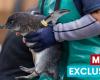 All’interno dell’ospedale degli uccelli marini in missione urgente per salvare i pinguini africani dall’estinzione – World News