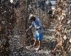Francia – Mondo – In Cambogia, il prezioso pepe Kampot in pericolo di fronte ai cambiamenti climatici