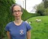 Nel Morbihan, 19 pecore all’eco-pascolo uccise dai cani
