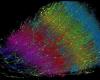 La prima mappatura del cervello umano su scala nanometrica rivela l’invisibile!