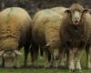 Mosella: quattro pecore iscritte a una scuola per salvare una classe minacciata di chiusura