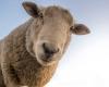 Perché quattro pecore erano iscritte come studentesse in una scuola