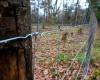 L’unione della proprietà privata rurale del Loiret mette in discussione la retroattività della legge di recinzione