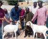 SENEGAL-SOCIETE / La ONG Direct Aid Society offre pecore Tabaski a 110 famiglie nella regione di Dakar – Agenzia di stampa senegalese