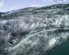 Le balene grigie del Pacifico si riducono a causa del riscaldamento climatico – rts.ch