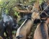Festa del Tabaski a Labé: il prezzo del bestiame varia da 1 milione a 4 milioni di GNF