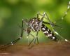 Partecipa alla lotta contro la proliferazione della zanzara tigre
