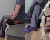 Un veterinario usa l’umorismo e una parrucca per aiutare il cane a superare la paura degli uomini (video)
