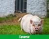 Scopri il pronostico del maiale Mimi prima di Belgio-Slovacchia