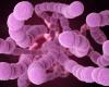 In Giappone si diffondono rari batteri “carnivori” capaci di uccidere in 48 ore