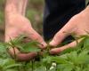 A Liegi, tre ettari di cannabis coltivati ​​in collaborazione con un ospedale per “sviluppare nuovi farmaci”