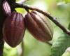 In Ghana il Cocobod lascia invariato il prezzo del cacao per la stagione intermedia – CommodAfrica