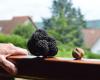 “Pensavo fosse catrame”: un abitante di Puy-de-Dôme dissotterra un tartufo da 240 g nel suo giardino