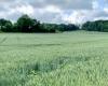 “Questo non è normale”: gli agricoltori biologici non hanno ancora ricevuto i sussidi nella Drôme e nell’Ardèche