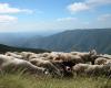 Hérault: festa della transumanza con 800 pecore in viaggio verso il Larzac