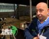 Test effettuati in Belgio per rendere più ecologico l’allevamento del bestiame: come funziona?