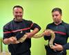 Serpenti, iguane… questi vigili del fuoco della Senna Marittima addestrati a maneggiare i rettili