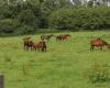 “Un terribile incidente”: in un piccolo villaggio del Calvados, l’emozione dopo la morte di decine di cavalli nell’incendio di un allevamento decisamente maledetto