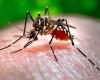 Questi cinque virus trasmessi dalla zanzara tigre minacciano i Giochi Olimpici