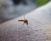 Olimpiadi Parigi 2024: dengue, chikungunya,… perché la proliferazione della zanzara tigre preoccupa le autorità prima della competizione