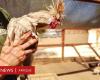 Dovremmo preoccuparci di una pandemia di influenza aviaria?