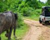 Turista americano muore dopo essere stato calpestato da un elefante in Zambia