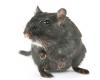 Morbo di Alzheimer: uno studio promettente sui topi