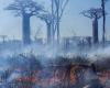 In Madagascar, una corsa contro il tempo per salvare le ultime foreste