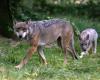 INCHIESTA RTL – Incidente allo zoo di Thoiry: come la jogger si è ritrovata in mezzo ai lupi