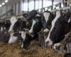 La Danimarca tassa le scoregge di mucca e maiale