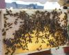 Carenze alimentari, avvelenamenti… Perché decine di migliaia di api sono morte a Strasburgo?